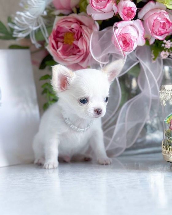 сияники - лепетулик Чихуахуа