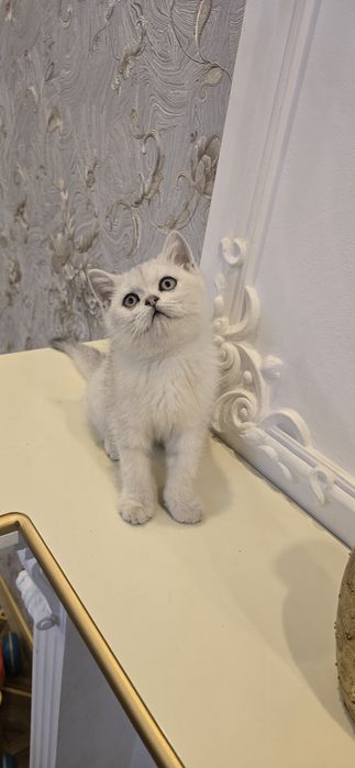 Британская Серебряная  шиншила   м