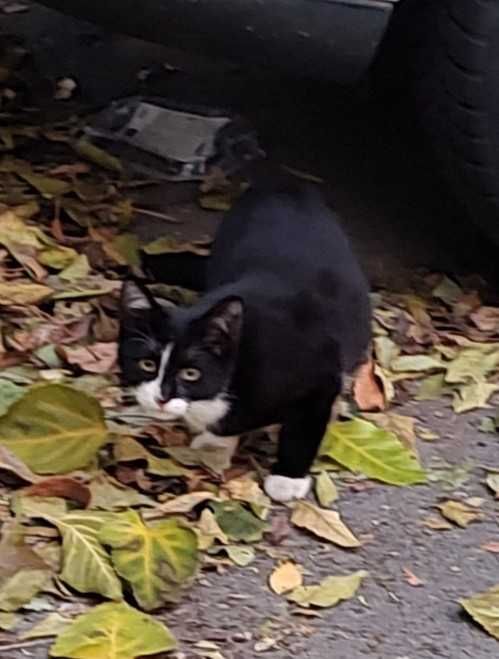 Cei 4 muschetari cu alb, negru si gri