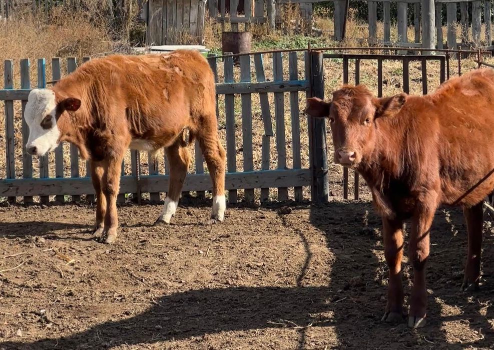 Торпақ бұқашық (бычок)