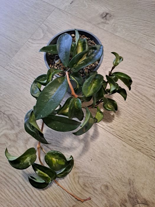 Hoya carnosa Krimson Princess