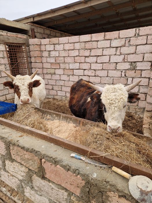 Бұқа сатылады.   2жасар