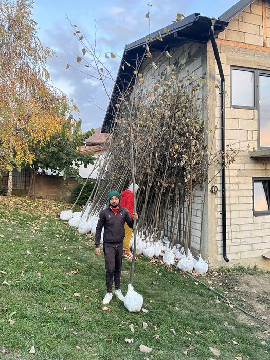 Copacii ornamentali orice specie de orice inaltime oriunde in tara