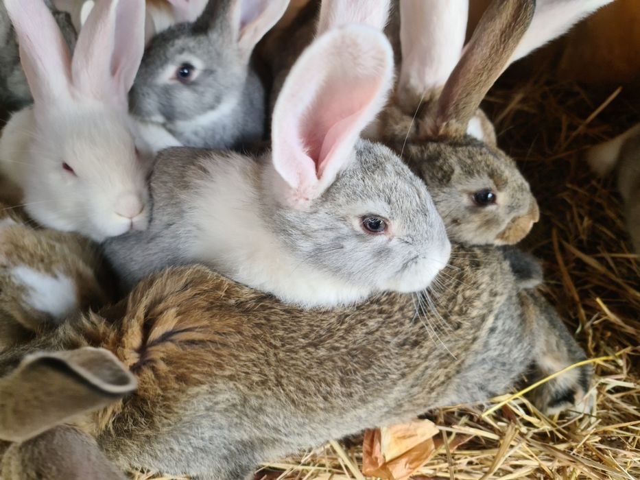 Кролики 1,5 месяца