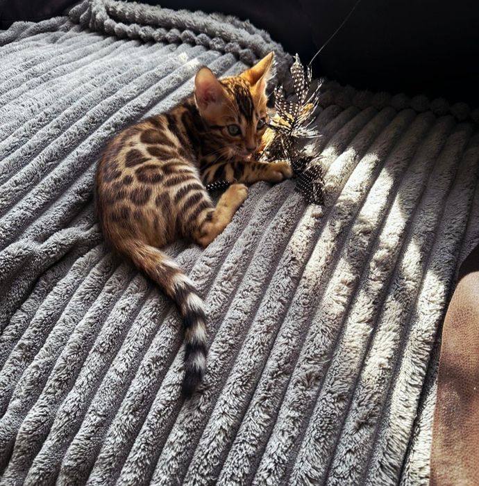 Bengal mascul cu pedigree felisa autorizata