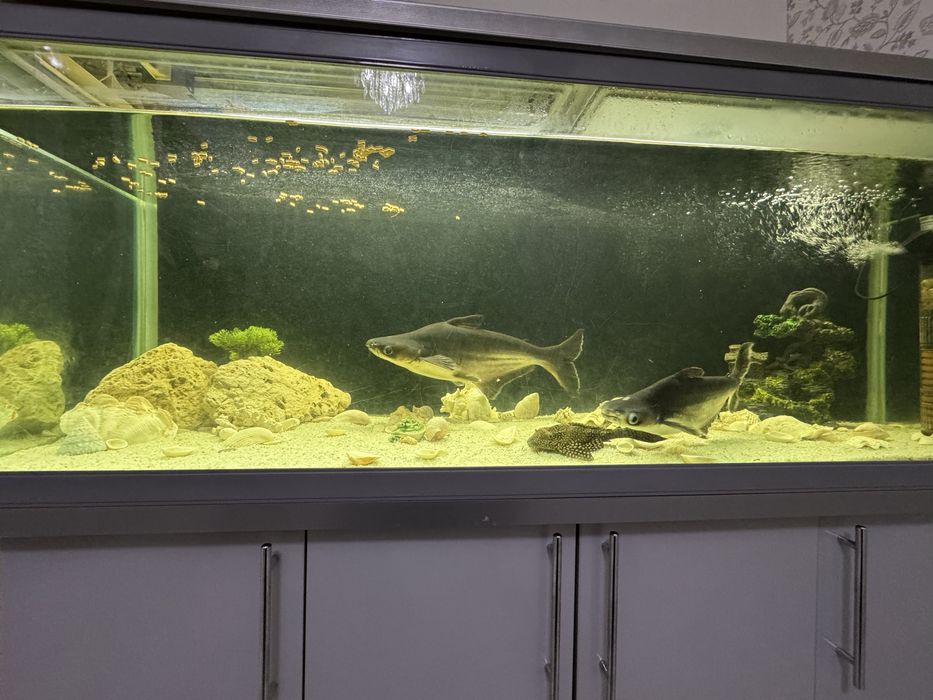 Продам аквариумную рыбу Пангасиус 35 и 45 см длину