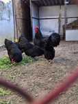 Australorp negru pui si New Hampshire
