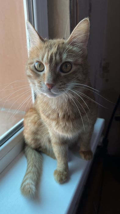 Продаю кошечку девочку