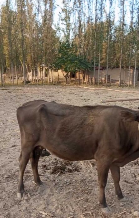 Sog'in sigir sotiladi. Bolasi urg'ochi 2 yarim oylik. Yeb ichishi zo'r