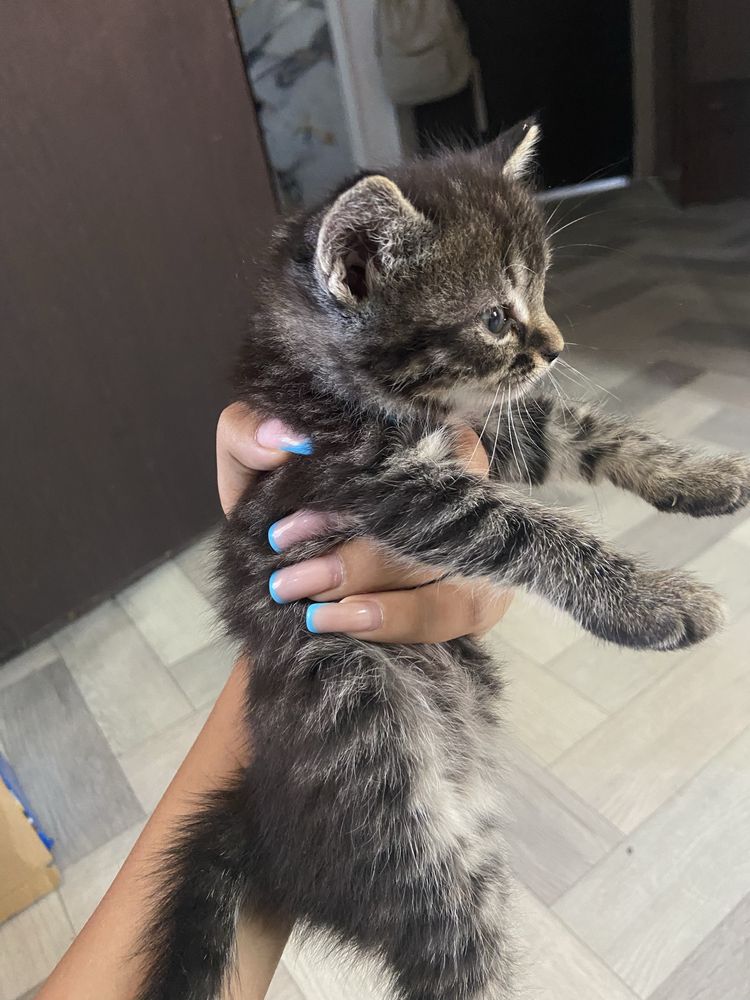 отдам котенка девочку