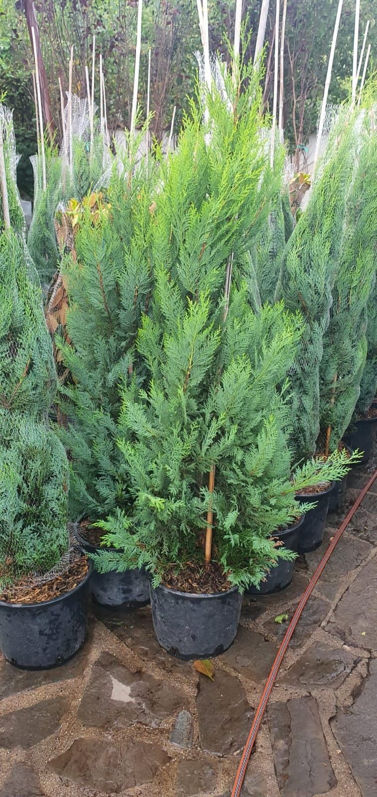 Plante ornamentale-  tuia columnaris- leylandii mesteacăn