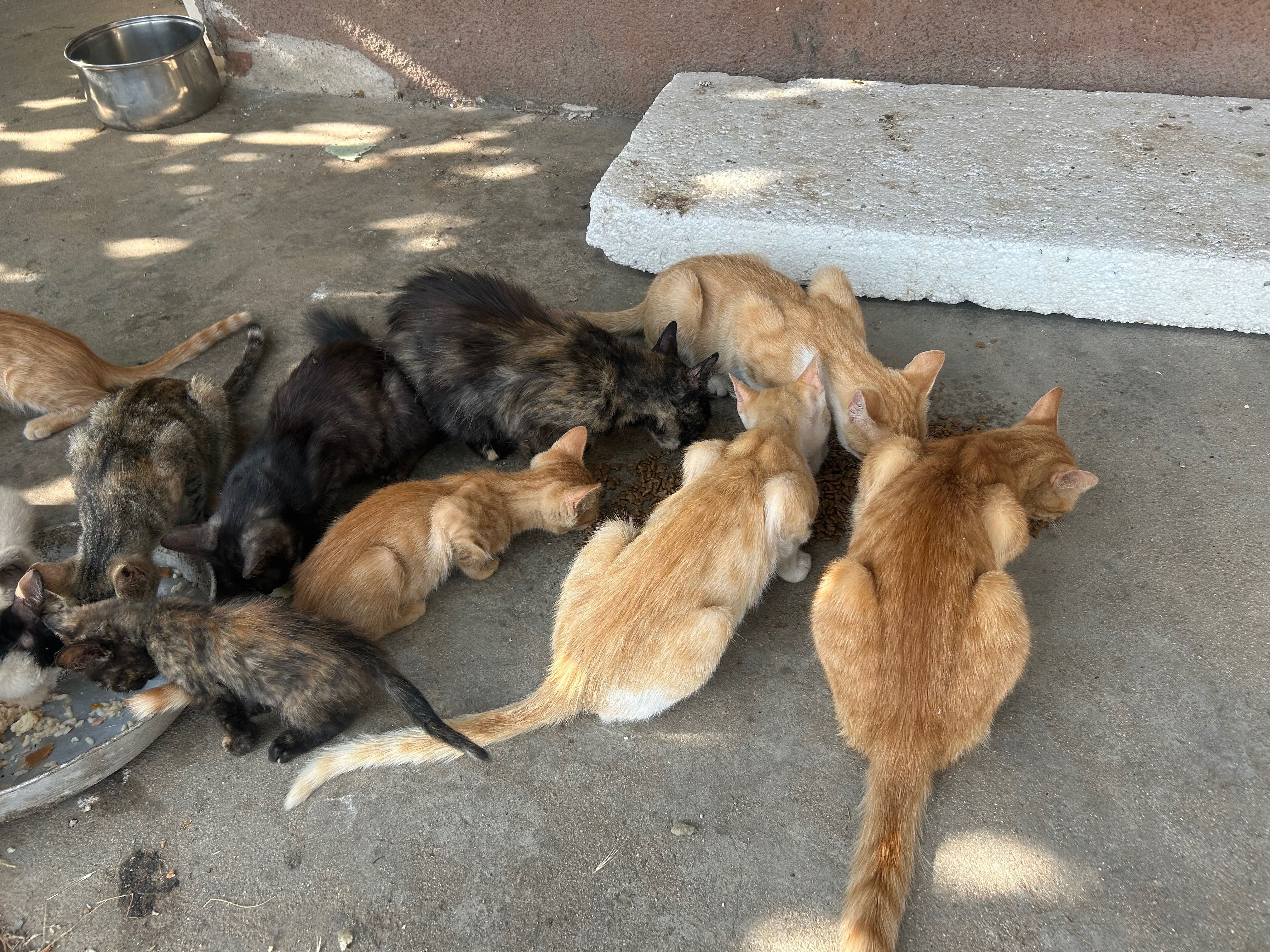 Многоцветни Сладки котенца