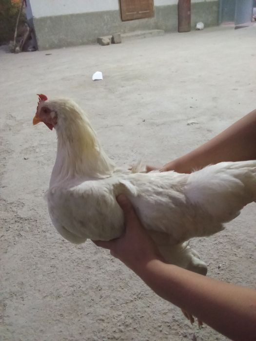 Tovuq xuroz sotiladi