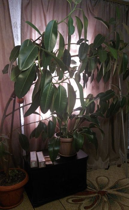 Фикус каучуконосный