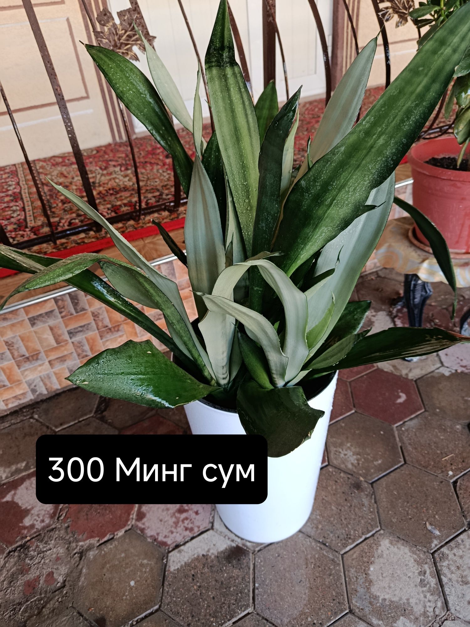 Tuvakda gullar, цветы