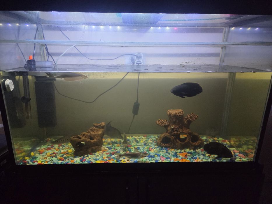 Аквариум  шкафи Билан