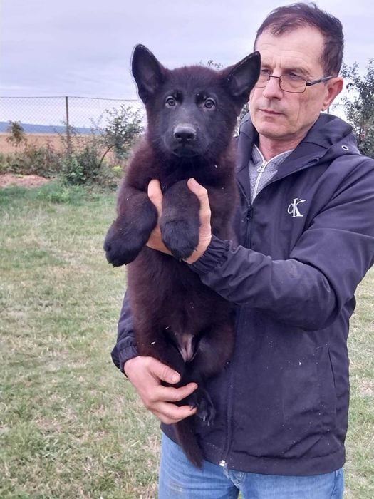 vand pui  Ciobanesc German