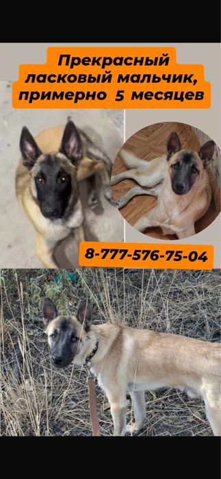 Отдам в добрые руки