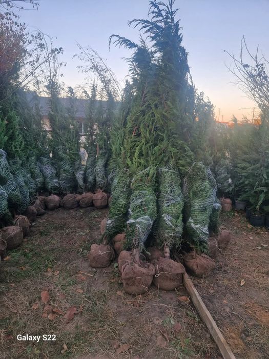 Vând plante ornamentale tuia smarand tuia Leylandii