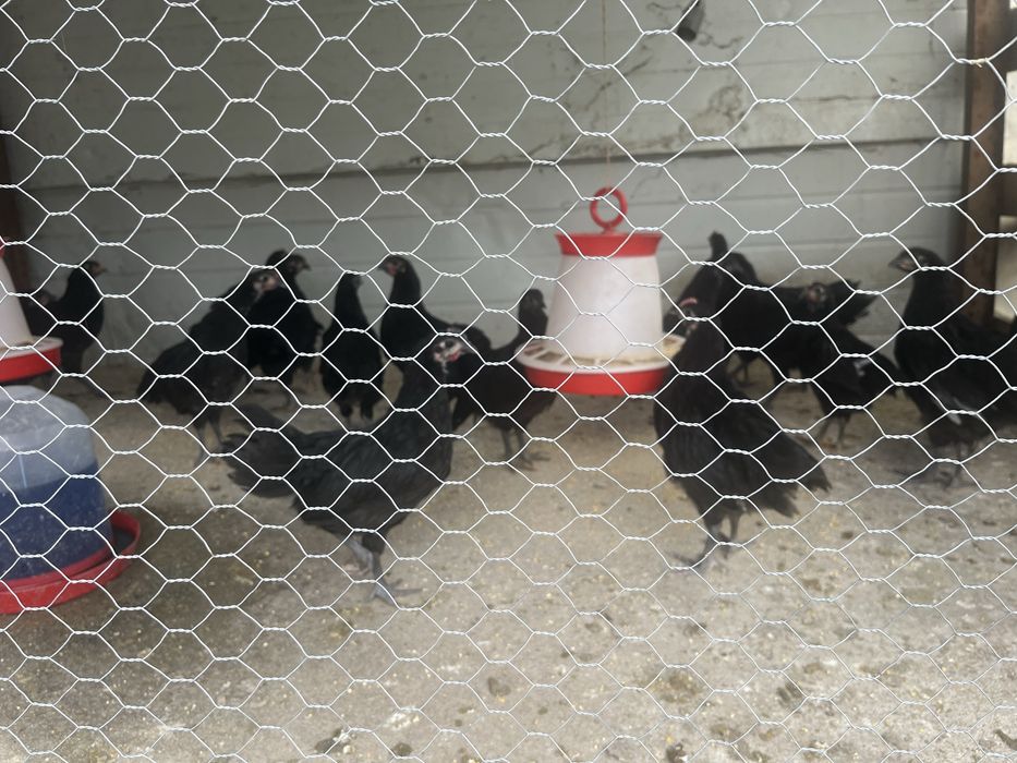 Puicute Australorp negru