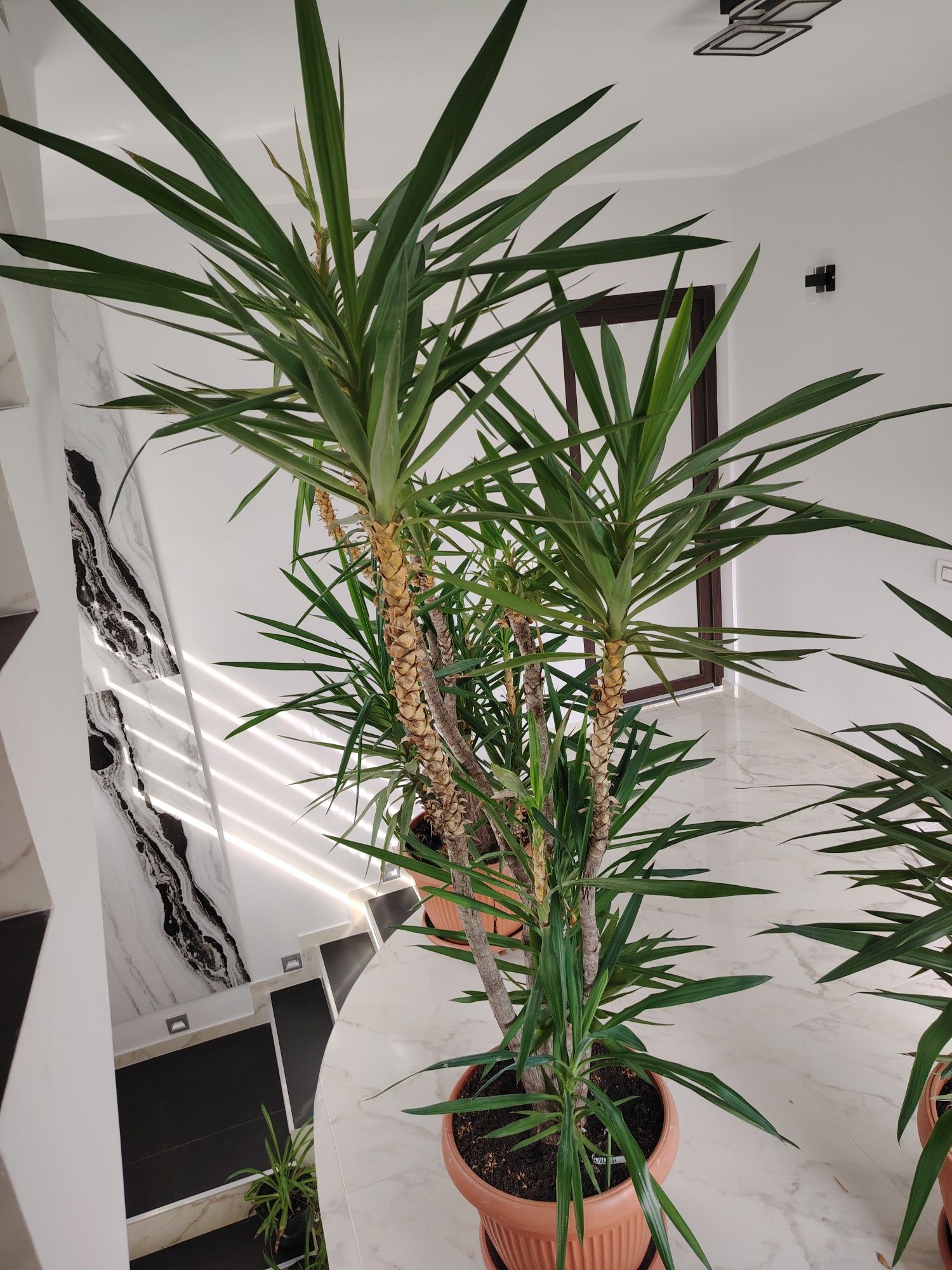 Vand plante YUCCA si palmieri
