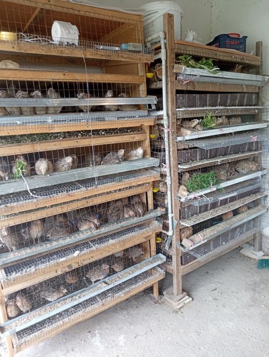 Бөдене жұмыртқасы емге перепилиное яйцо для лечения 40 тг натуральный