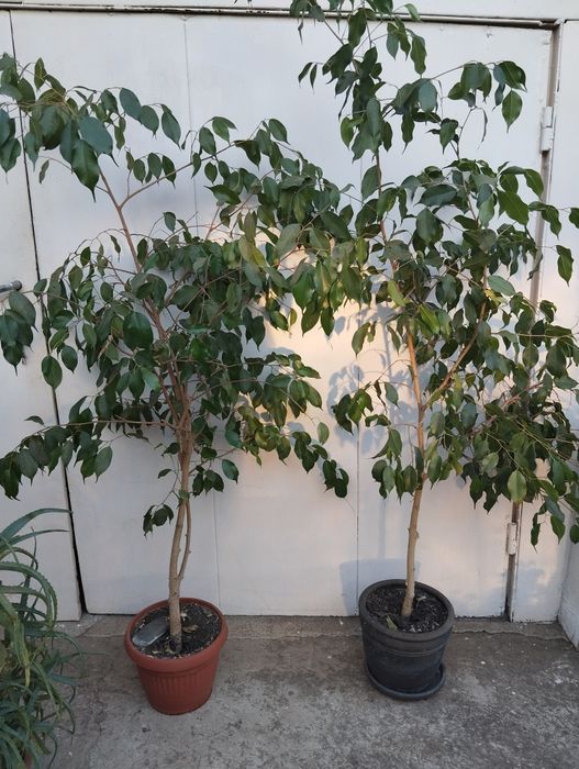 Стайни дългогодишни цветя