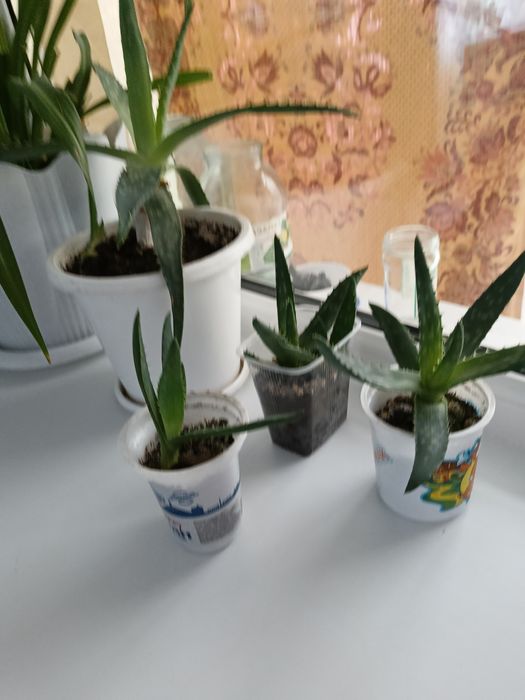 Алоэ, прикоренившиеся, только пересадить побольше горшок,