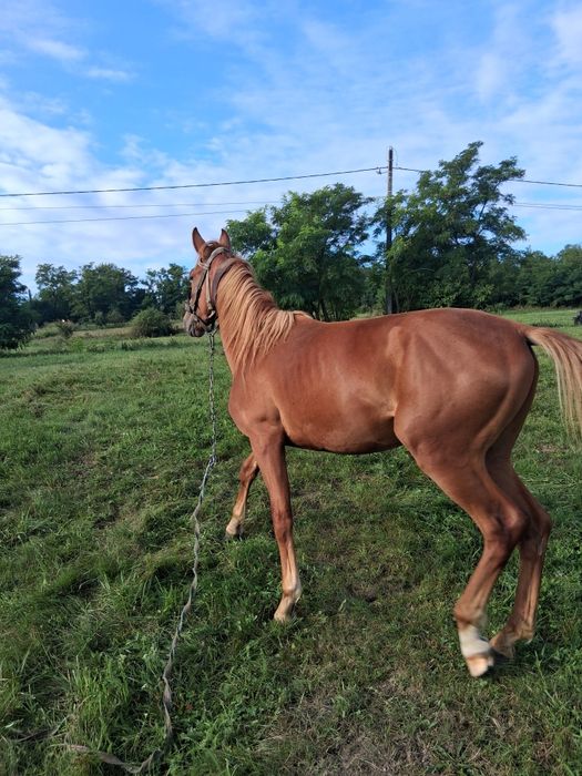 Vind minz de 1 an și 3 luni