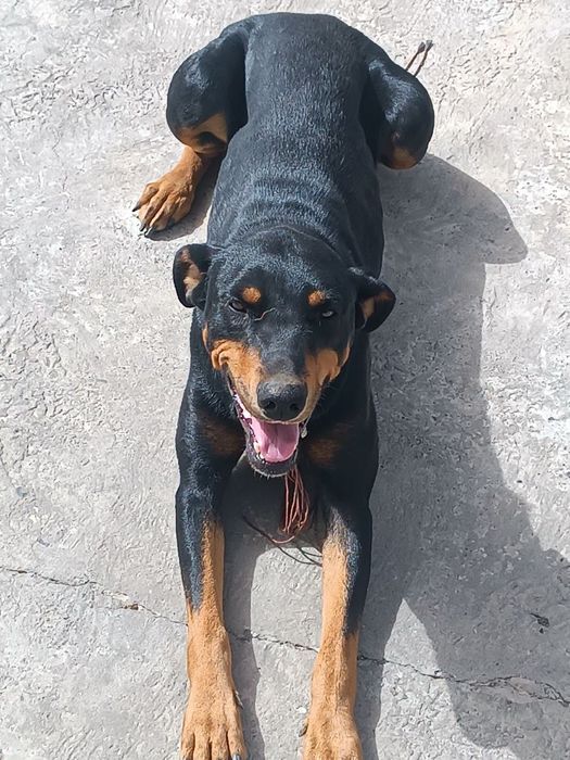 Doberman parida paslushniy sabaka