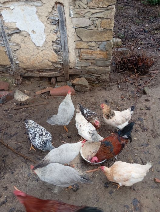 Кокошки:10лв. Броя.