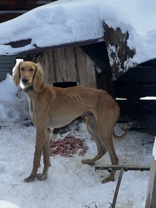 Тазы 1 жарымда жасы.ауызданған қойан ,тулкі .Шырғаға жугіреді