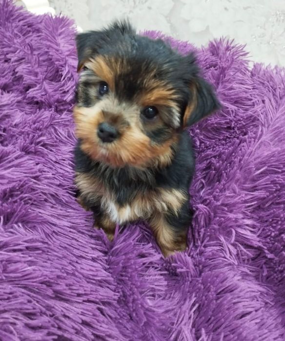 Йорширский терьер