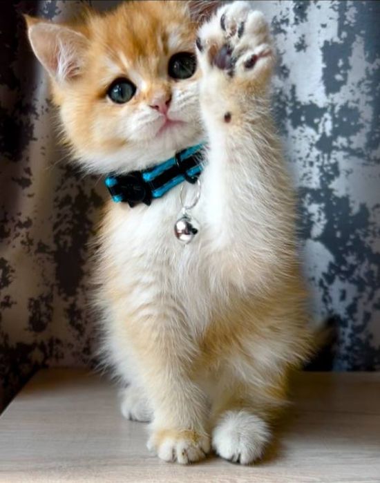 Zalatistiy shinshila ny12 britan sotiladi