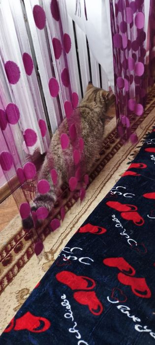 Шотландская порода