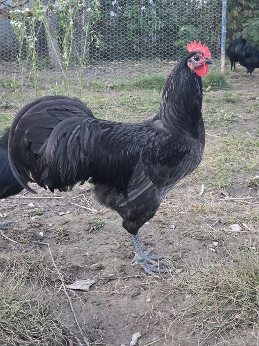 Cocosi Australorp