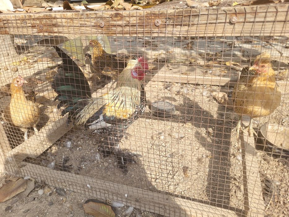 Yapon tovuqlar sotiladi