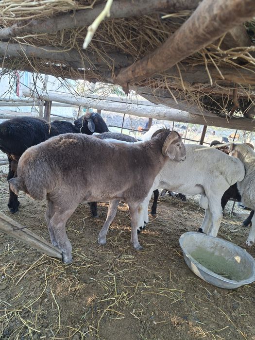 Qochqor barrallar sotiladi soglom