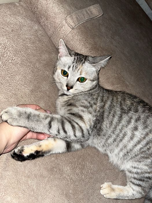 Отдам котят в хорошие руки