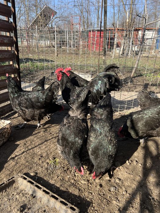 Ofer spre vanzare din tineret de anul trecut .