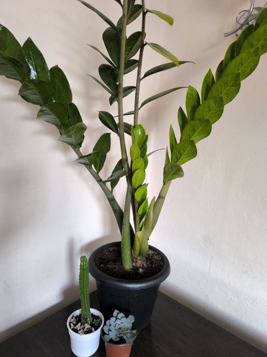 Комнатный цветок замиокулькас и другие цветы