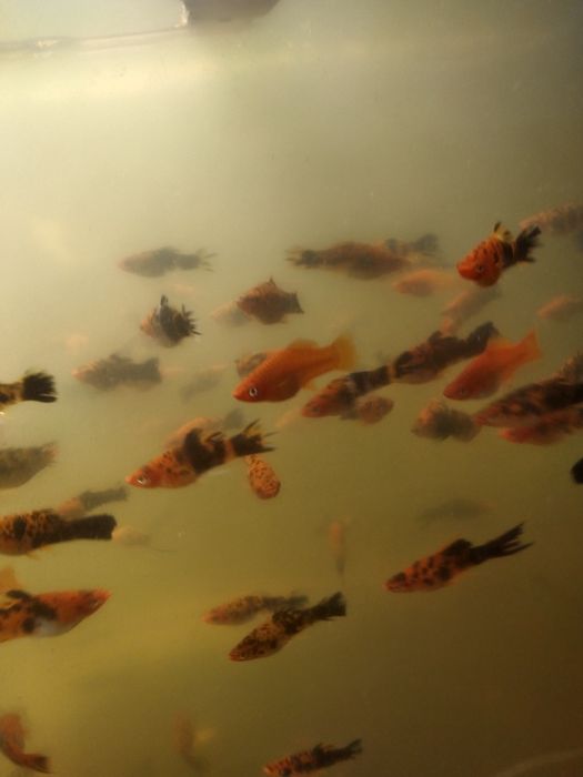 Продам меченосцев