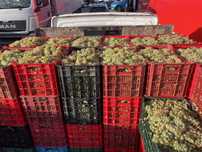 Vand struguri de vin