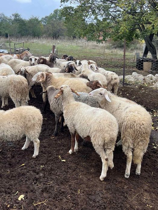 Продавам овце-Цена по договоряне