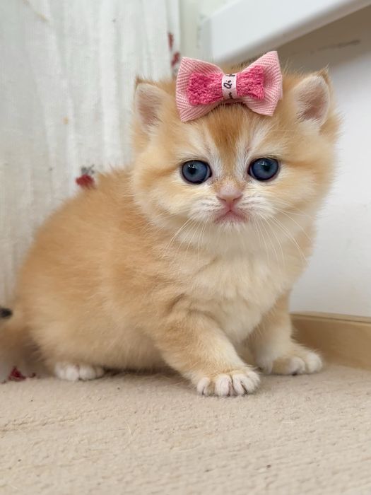 Британская Короткошерстная окрас Шиншилла