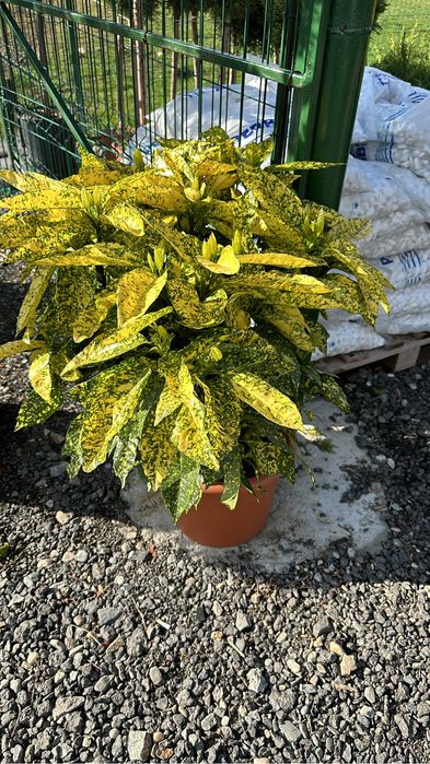 Plante ornamentale pentru spati verzi gradina terase etc