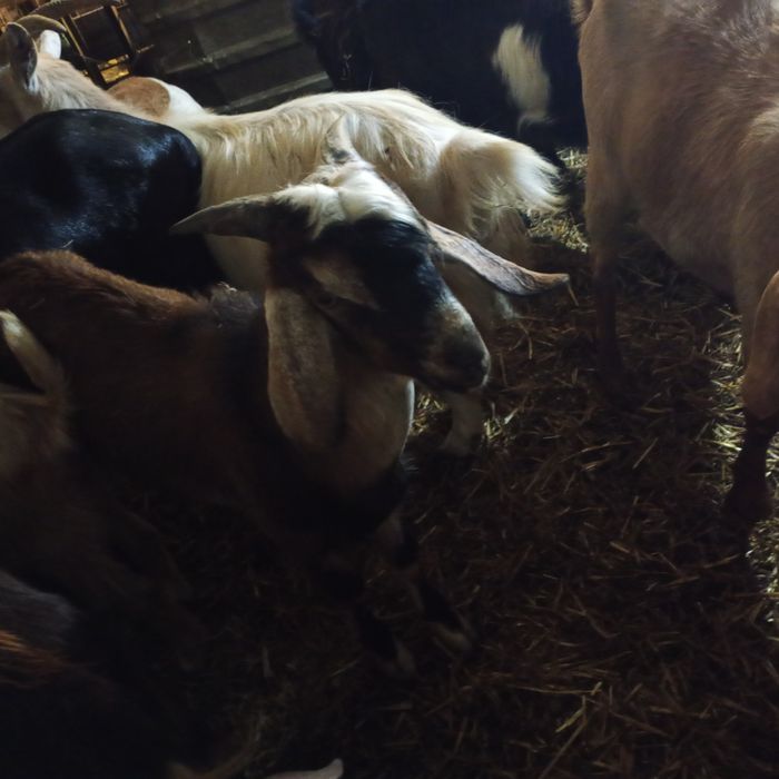 Vând țapi Anglo Nubian