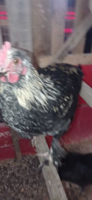 Продават се млади петлета