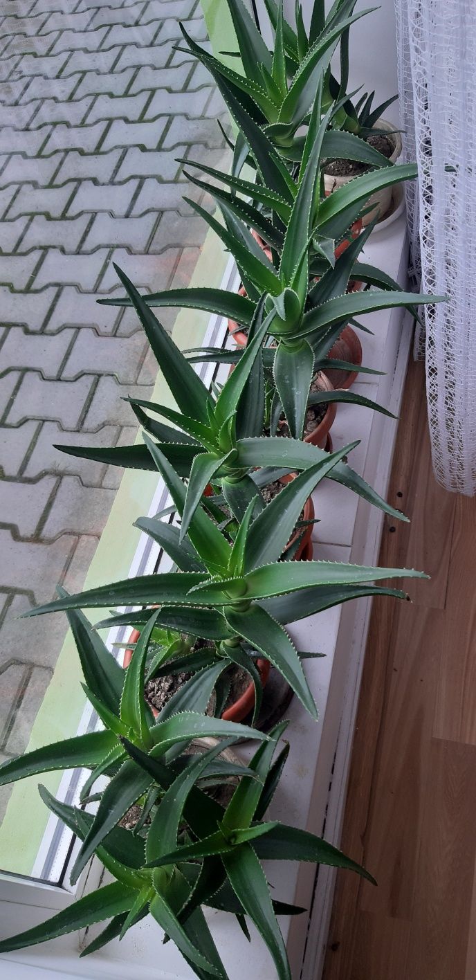 Aloe vera de trei ani .