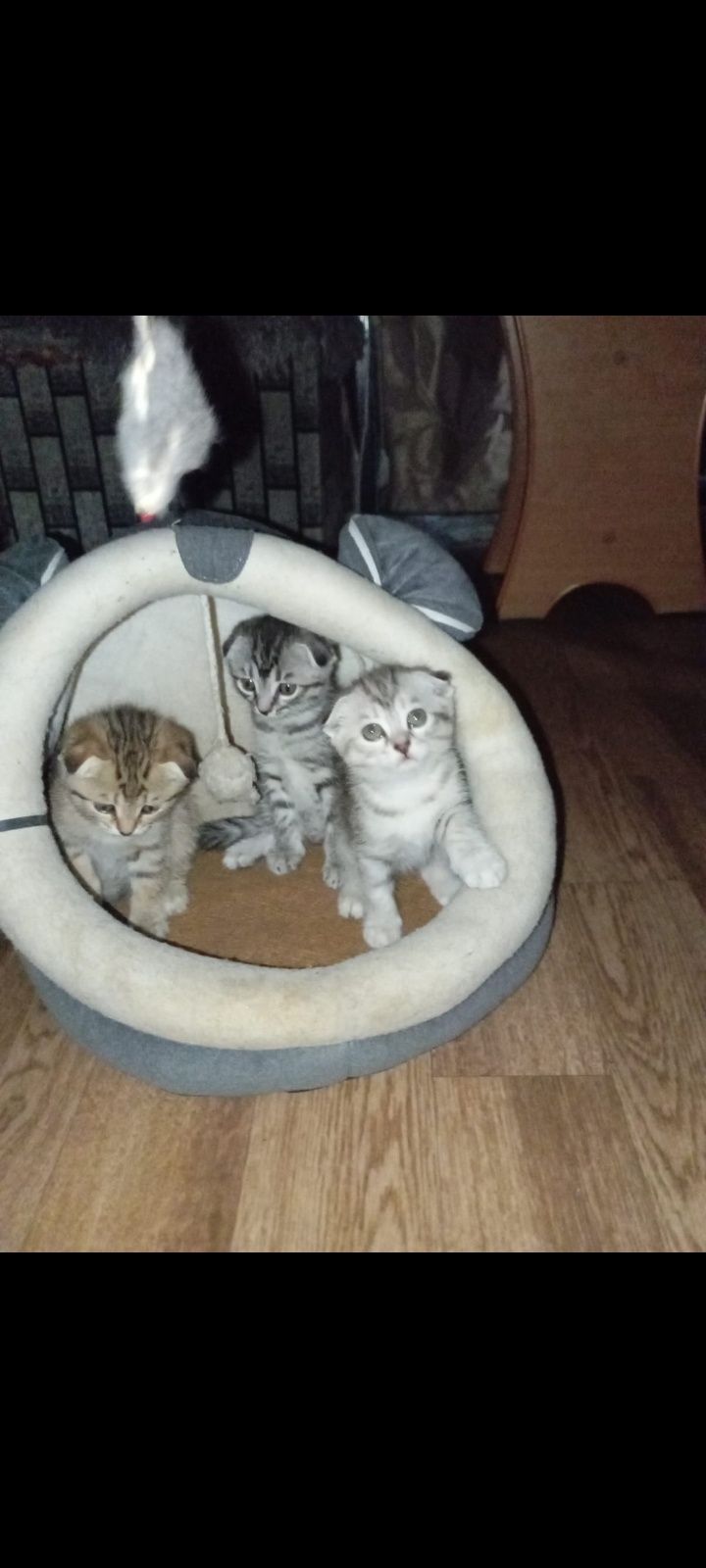 Скотиш фолд 1,5 месяцев.Приучены.